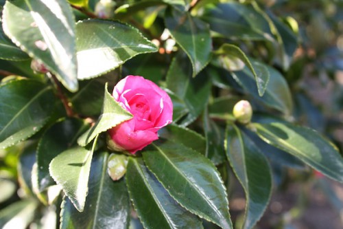 福島県福島市の花見山公園