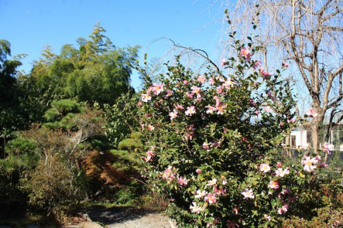 福島県福島市の花見山公園