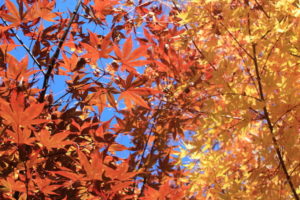 福島県福島市の花見山公園 紅葉