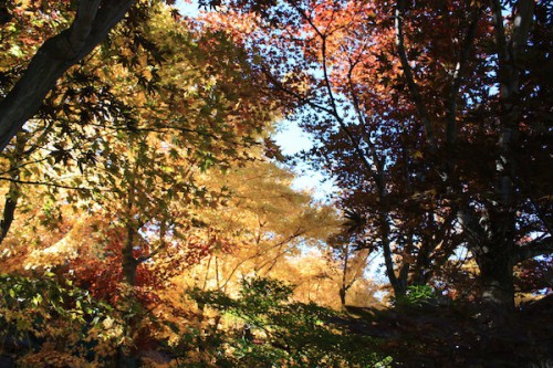 福島県福島市の花見山公園 紅葉