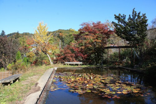 福島県福島市の花見山公園 紅葉