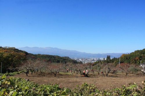 福島県福島市の花見山公園