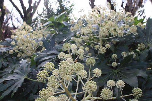 福島県福島市の花見山公園