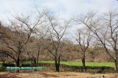 福島県福島市の花見山公園