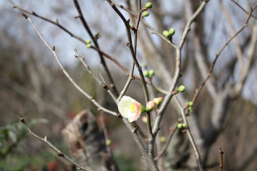 福島県福島市の花見山公園 寒木瓜（カンボケ）