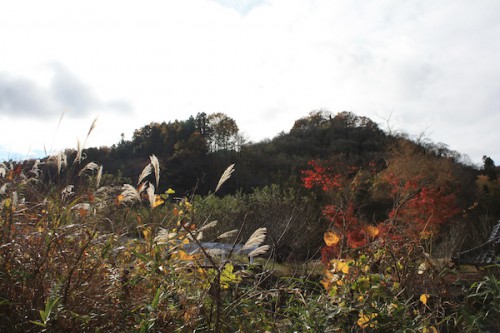 福島県福島市の花見山公園