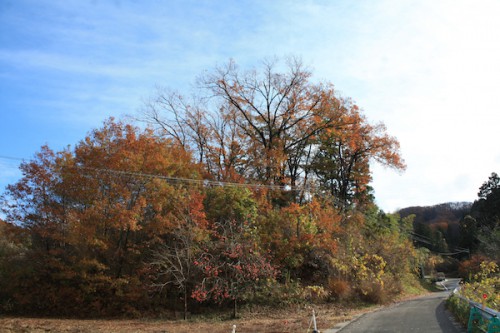 福島県福島市の花見山公園