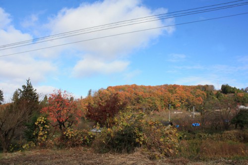 福島県福島市の花見山公園