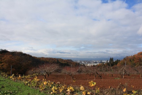 福島県福島市の花見山公園