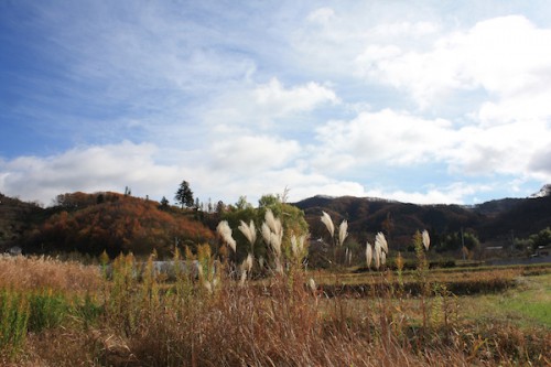 福島県福島市の花見山公園 ススキと空