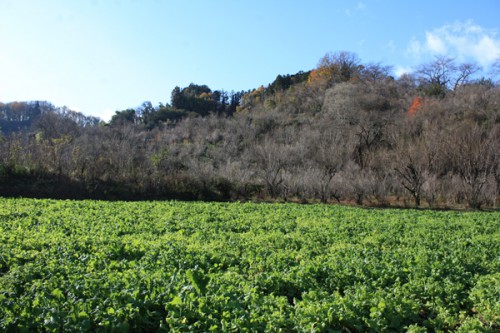 福島県福島市花見山公園の情報15121h1