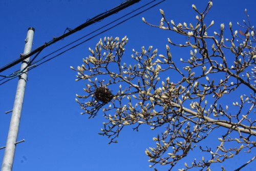 福島県福島市花見山公園の情報15121h3木蓮