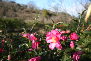 福島県福島市花見山公園の情報、サザンカの写真