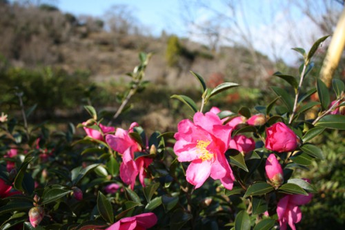 福島県福島市花見山公園の情報15121h4サザンカ