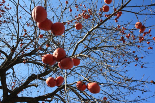 福島県福島市花見山公園の情報15121h6柿の実