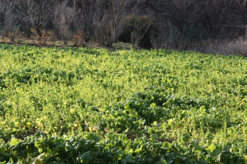 福島県福島市花見山公園の情報　菜の花の写真