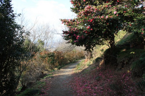 福島県福島市花見山公園の情報　寒椿の写真