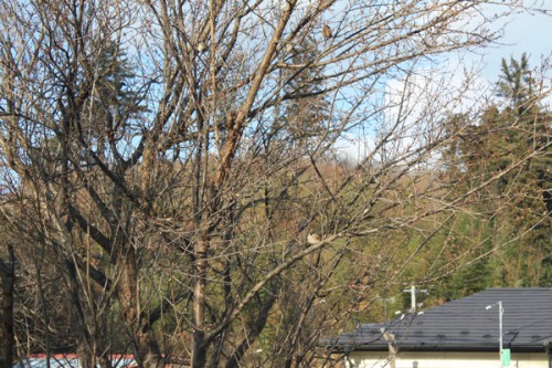 福島県福島市花見山公園の情報　梅の写真