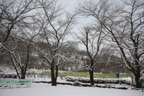 福島県福島市花見山公園の情報　菜の花を撮る方