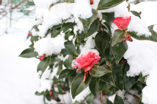 福島県福島市花見山公園の情報　雪積もる寒椿の写真