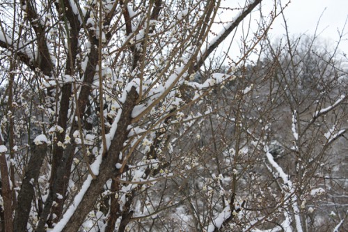 福島県福島市花見山公園の情報　雪と梅の花の写真