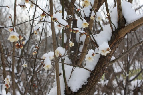 福島県福島市花見山公園の情報　雪と梅の花の写真