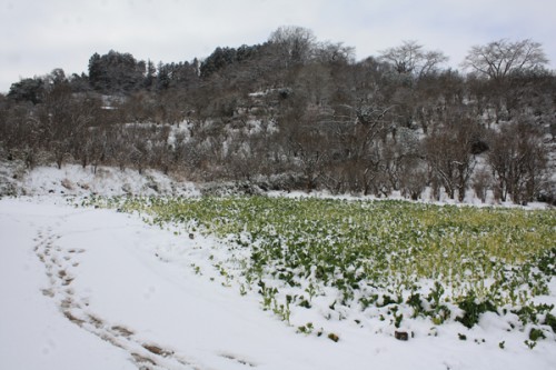 福島県福島市花見山公園の情報　雪と菜の花　写真