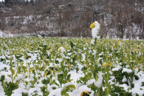 福島県福島市花見山公園の情報　雪と菜の花　写真