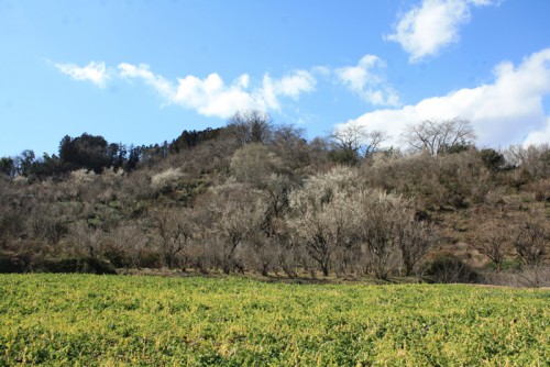 福島県福島市花見山公園の情報