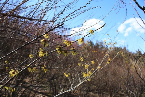 福島県福島市花見山公園の情報