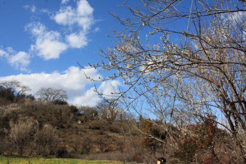 福島県福島市花見山公園の情報