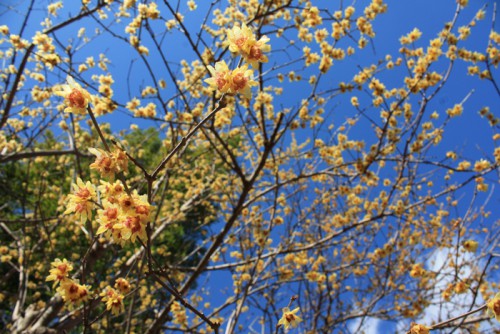 福島県福島市花見山公園の情報