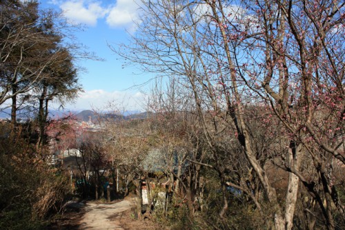 福島県福島市花見山公園の情報