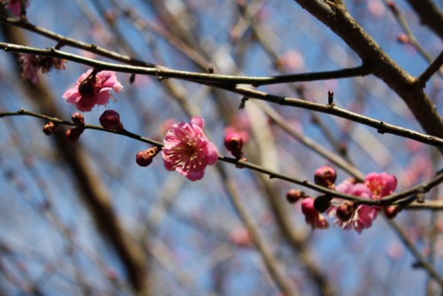 福島県福島市花見山公園の情報