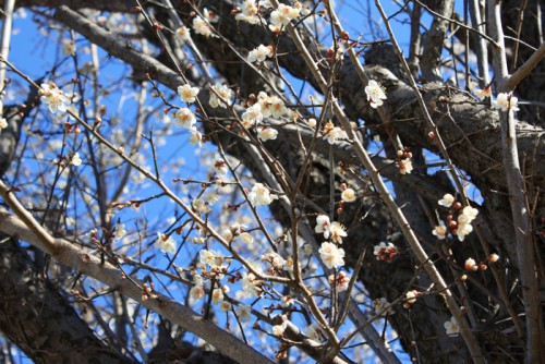 福島県福島市花見山公園の情報