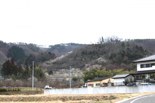 福島県福島市花見山公園の情報