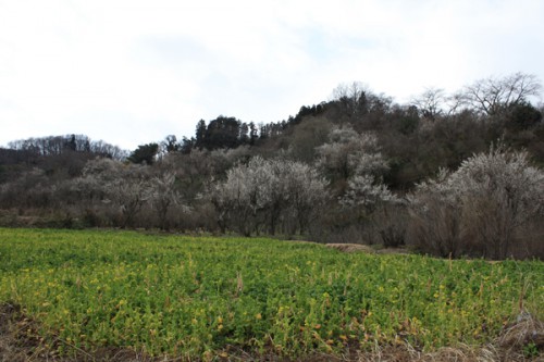 福島県福島市花見山公園の情報