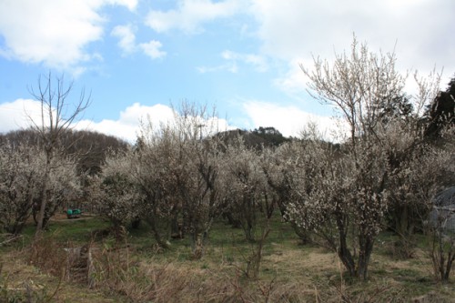 福島県福島市花見山公園の情報