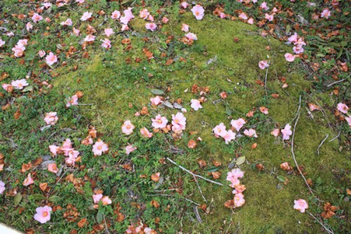 福島県福島市花見山公園の情報