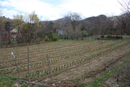 福島県福島市花見山公園の情報