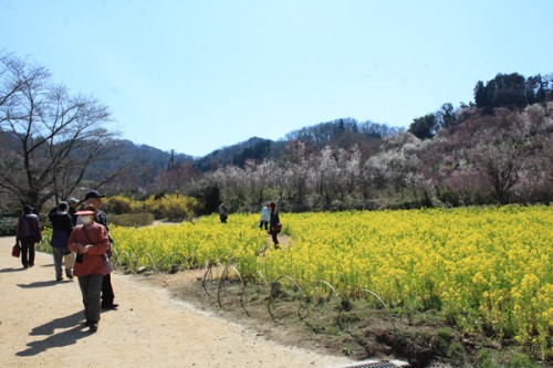 福島県福島市花見山公園の情報