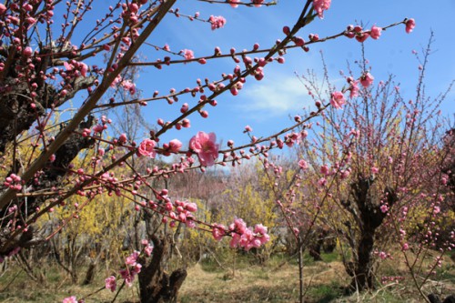 福島県福島市花見山公園の情報