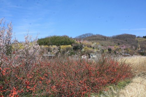 福島県福島市花見山公園の情報