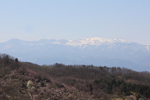 福島県福島市花見山公園の情報