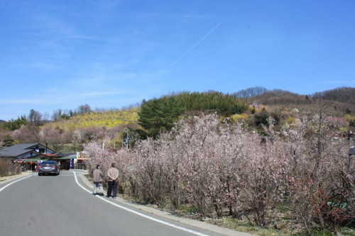 福島県福島市花見山公園の情報