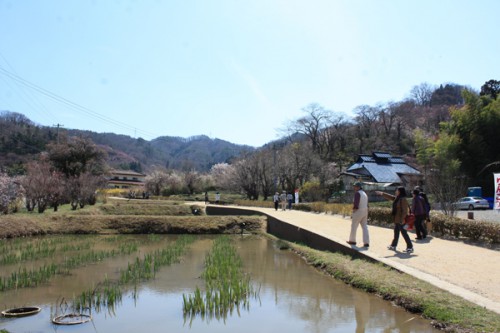 福島県福島市花見山公園の情報