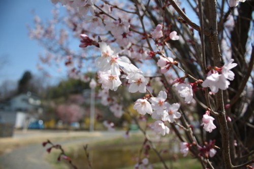 福島県福島市花見山公園の情報