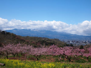 140415　福島県福島市花見山公園の情報　桃　菜の花　雪うさぎ