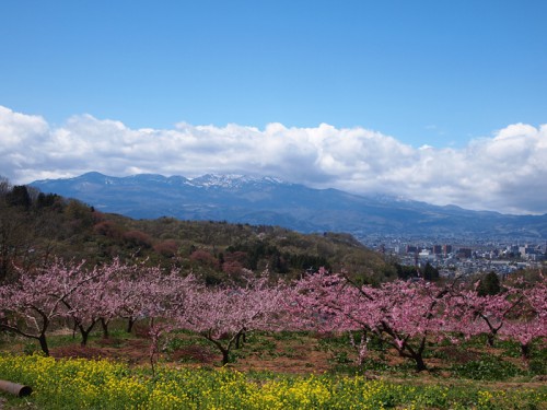 140415　福島県福島市花見山公園の情報　桃　菜の花　雪うさぎ