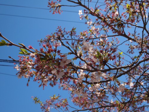 140415　福島県福島市花見山公園の情報　ソメイヨシノ